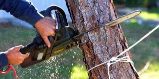 Best Soil Testing and Treatment  in Norwood, NY