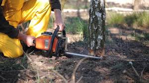 Best Lawn Maintenance Plans  in Norwood, NY