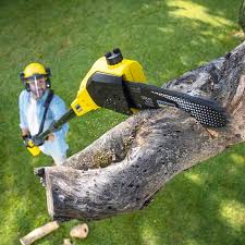 Best Tree Disease Treatment  in Norwood, NY