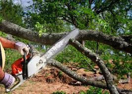 Best Storm Damage Tree Cleanup  in Norwood, NY