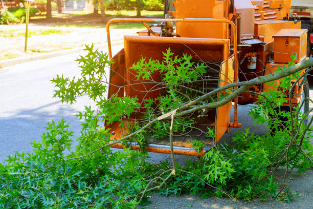 Best Lawn Disease Treatment  in Norwood, NY