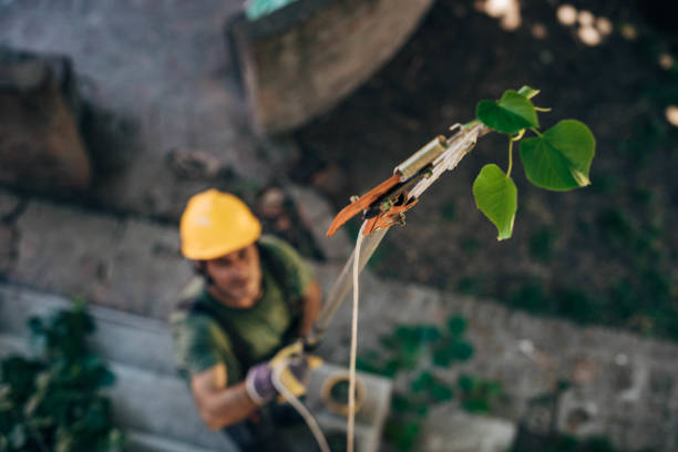 Best Leaf Removal  in Norwood, NY