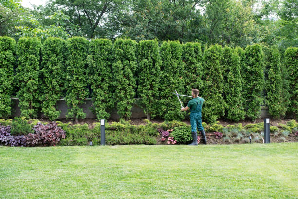 Best Tree Trimming and Pruning  in Norwood, NY