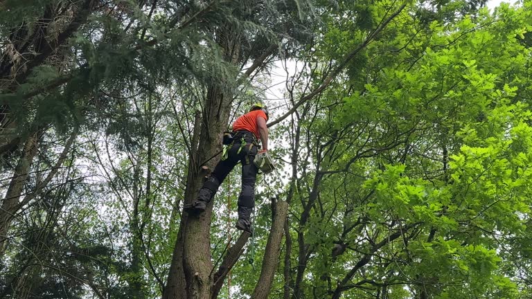 Best Hazardous Tree Removal  in Norwood, NY
