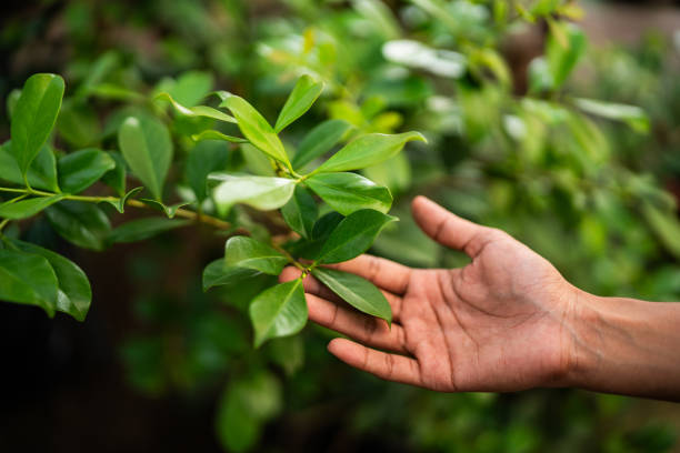 Best Tree Maintenance Programs  in Norwood, NY